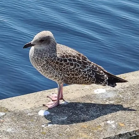 Sandkorn 1 Вильгельмсхафен